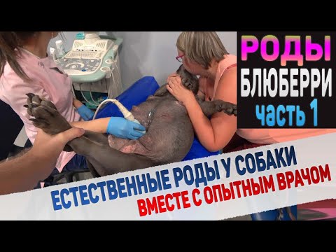 Видео: Собака рожает в ветеринарной клинике. Часть 1.