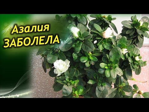 Видео: Азалия ЗАБОЛЕЛА. Болезни Азалии и их лечение!