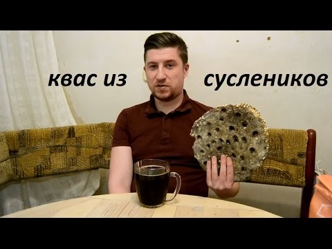 Видео: Квас из суслеников (квасников). Квас без сахара.