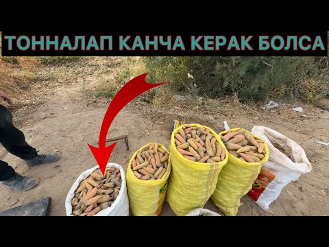 Видео:  САБЗИ КАНЧА КЕРАК БОЛСА ТОПАМИЗ #fish 25 10 2025 г.