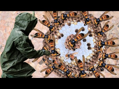 Видео: Самые страшные пчёлы, на которых до сих пор охотятся люди | Жизнь охотника на диких пчёл