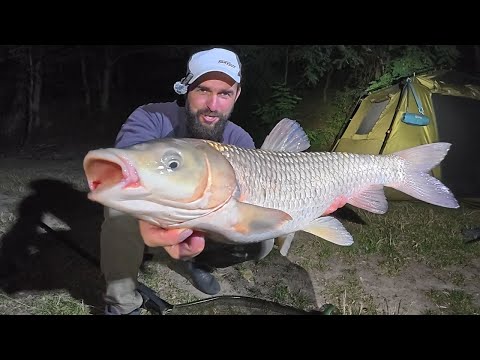 Видео: Амури та Коропи на ЛІСОВОМУ ОЗЕРІ / Красива рибалка з ночівлею