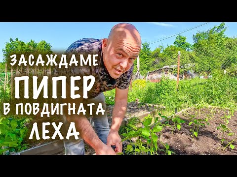Видео: Особености при засаждането на пипера в повдигната леха. Какво е различното?