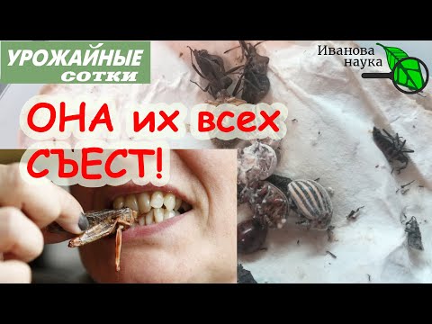 Видео: ОНА ЕСТ ЖУКОВ! Боверия съест колорадских жуков, белокрылок, тлей, клещей и других вредителей!