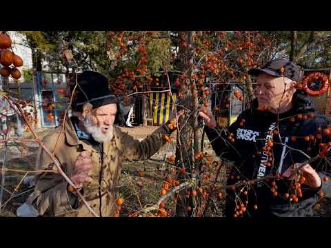 Видео: ЗИЗИФУС !!! Советы умного человека !!!