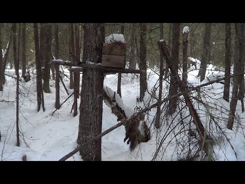 Видео: Охота на куницу капканами. сезон 24-25г. / 13.02.2025год. УДАЧНО, ПОЙМАЛИ ВОЛКА.