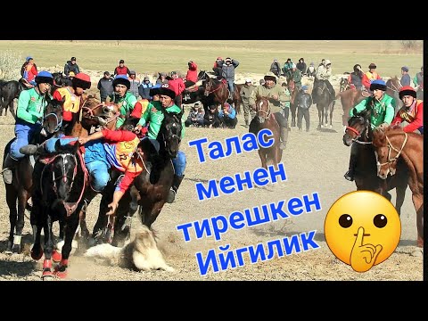 Видео: Талас менен тирешкен Ийгилик/ Куттубай атанын ашына арналган Көкбөрү.