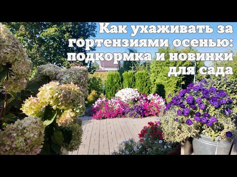 Видео: 🍀💐🍀КАК УХАЖИВАТЬ ЗА ГОРТЕНЗИЯМИ ОСЕНЬЮ🍁: ПОДКОРМКА И НОВИНКИ ДЛЯ САДА МЕЧТЫ.🌺🌸🌺