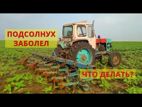 Видео: ПЕРВАЯ ПРОПОЛКА НА ЮМЗ-6 С КРН 5.6 !!! НА ПОДСОЛНУХ НАПАЛА БОЛЕЗНЬ!!! ЧЕМ ЛЕЧИТЬ!!!