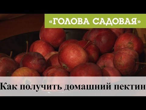 Видео: Голова садовая - Как получить домашний пектин