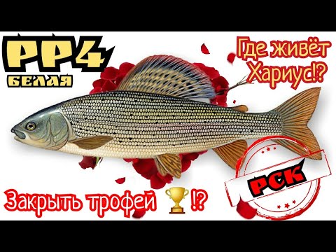 Видео: РР4. Где можно поймать ТРОФЕЙ Хариуса на реке Белая!?