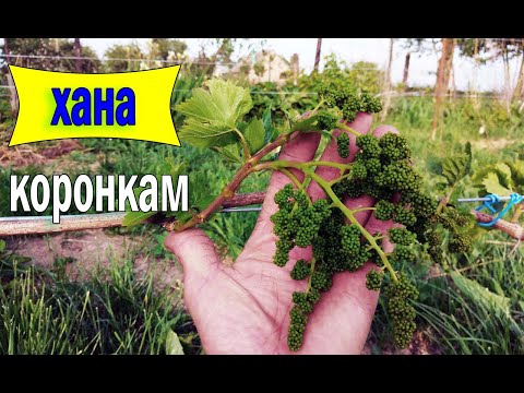 Видео: 🔴🔴Гроздь Есть, Побега Нет. Что не так с виноградом. Виноград на хуторе.