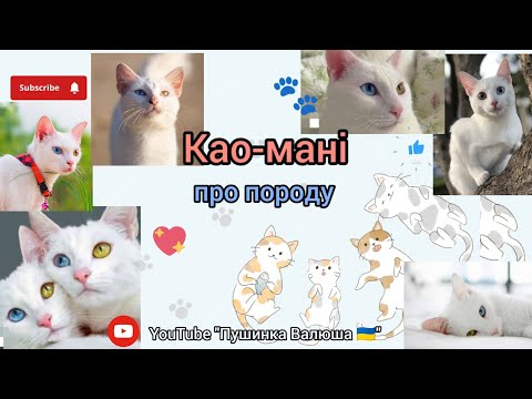 Видео: Као-мані 🐈🤍| про породу 🐾| характер, опис, догляд