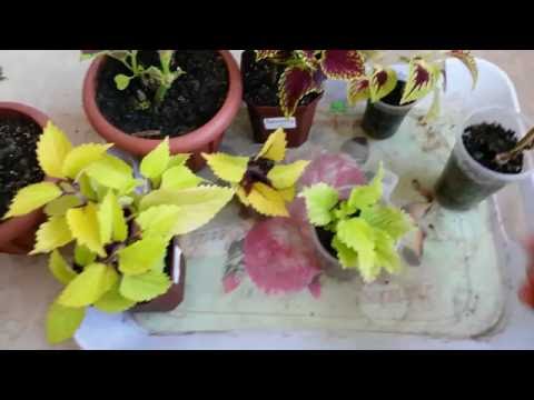 Видео: Формируем КОЛЕУС на всех стадиях роста. Прищипка колеуса. #домашниецветы #цветы #колеус #рек 