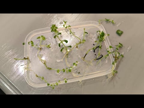 Видео: Опыт покупки и укоренения гортензии INVITRO (клонирование в лаборатории.Меристемные растения)