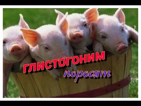 Видео: ГЛИСТОГОНИМ ПОРОСЯТ