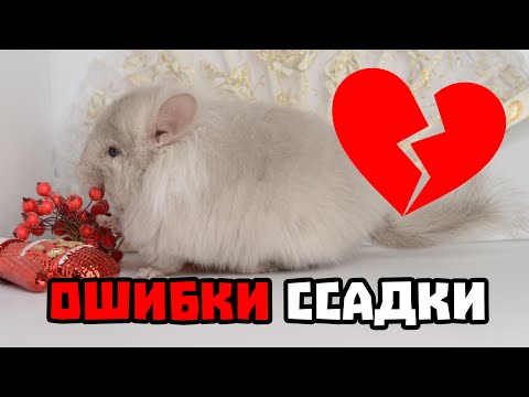 Видео: Ваши ошибки при ссаживании шиншилл | Почему шиншиллы дерутся?