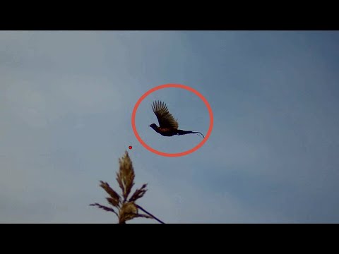 Видео: Охота на фазана с дратхааром. Воспитание и дрессировка.