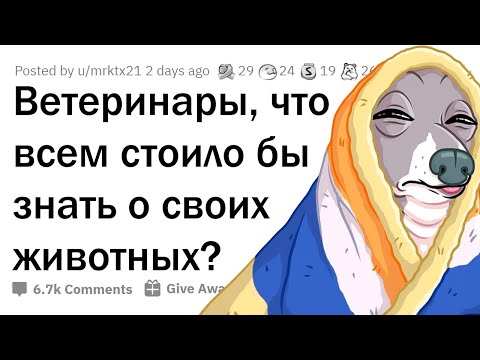 Видео: Главные ошибки в воспитании домашних животных 🐶