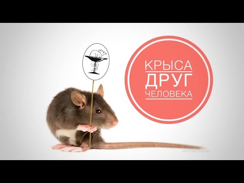 Видео: Крыса - друг человека