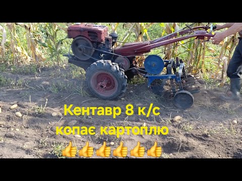 Видео: Мотоблок,,КЕНТАВР "8К/С #farming КОПАЄ КАРТОПЛЮ 2025#agriculture 