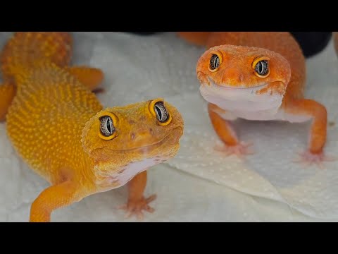 Видео: Распаковка рептилий 