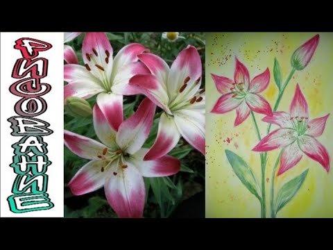 Видео: КАК НАРИСОВАТЬ ЛИЛИЮ/Рисуем лилию с детьми