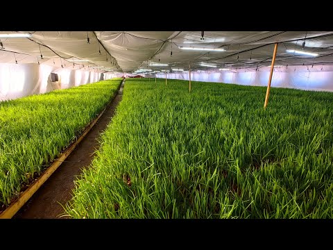 Видео: где продавать зеленый лук? рынок сбыта