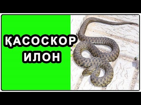 Видео: Qasoskor ilon | Қасоскор илон