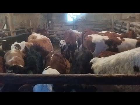 Видео: Бұзауларды азықтандыру.Сиыр сауу,таңертеңгілік қарбалас.