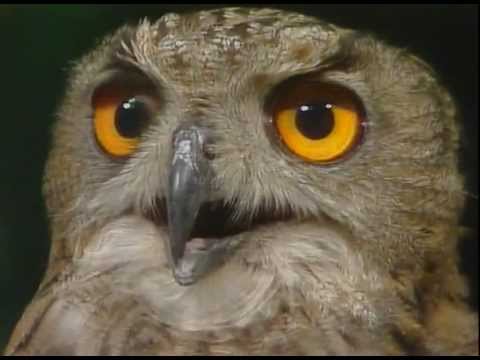 Видео: Бушава азбука - Ф