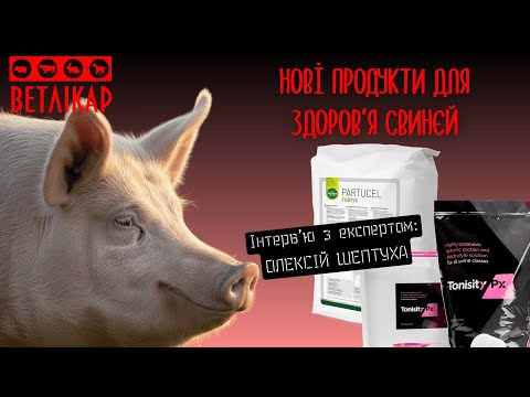 Видео: Що дати свиням, щоб були здорові поросята?!