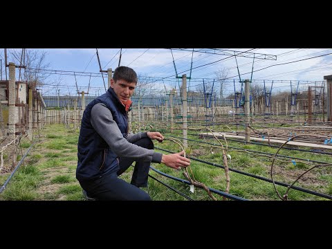 Видео: Первая обработка виноградника. Посадка и уход за вегетирующими саженцами. Размножение отводками.