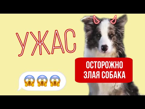 Видео: Лео покусал собаку 😫