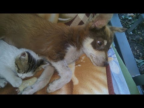 Видео: Как у нас живется щенку,  которого я подобрала на улице.  Назвали Малыш!