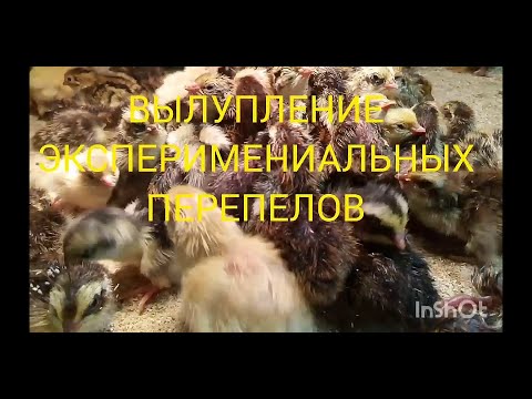 Видео: ВЫЛУПЛЕНИЕ ЭКСПЕРИМЕНТАЛЬНЫХ ПЕРЕПЕЛОВ.