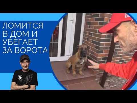 Видео: Ломится в дом и выбегает за ворота (щенок Бурбуля)