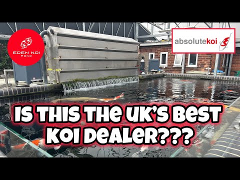 Видео: Это ЛУЧШИЙ дилер кои в Великобритании??? САМЫЕ БОЛЬШИЕ МОНСТРУЮЩИЕ ККОИ! Просто потрясающее место!