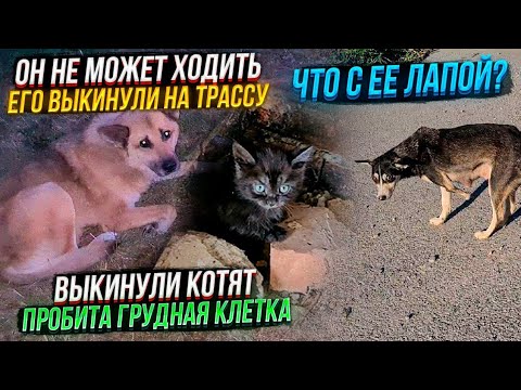 Видео: Это Ужас, сколько их на трассе😱 Нет места, что б всех забирать на пристройство"Люди"бездушные уроды!
