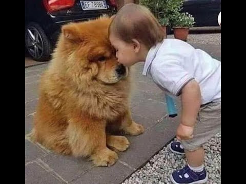 Видео: 😺 Люблю тебя, мой медвежонок! 🐕 Смешное видео с собаками, кошками и котятами! 😸