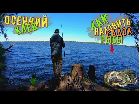 Видео: Рыбалка на пружины осенью на Днепре. Как наловить садок рыбы.