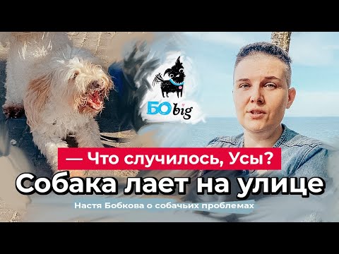 Видео: Что случилось, усы? Как научить собаку не лаять на людей.