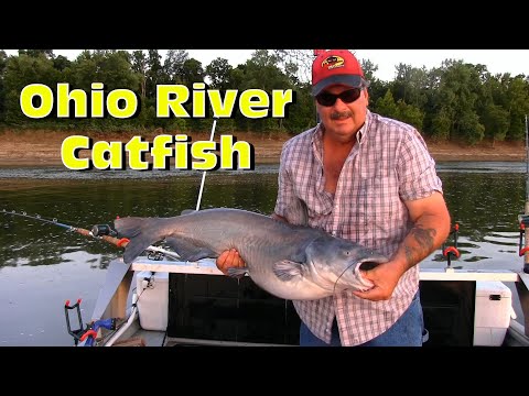 Видео: Самый простой способ поймать синего сома на реке Огайо