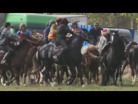 Видео: Бузкаши 22.10.2023