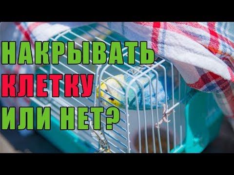Видео: НАКРЫВАТЬ КЛЕТКУ ПОПУГАЯ НА НОЧЬ ИЛИ НЕТ? | ЗАЧЕМ НАКРЫВАТЬ КЛЕТКУ С ПОПУГАЕМ НА НОЧЬ