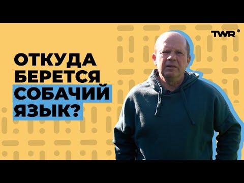 Видео: Откуда берется собачий язык? | Александр Чмут