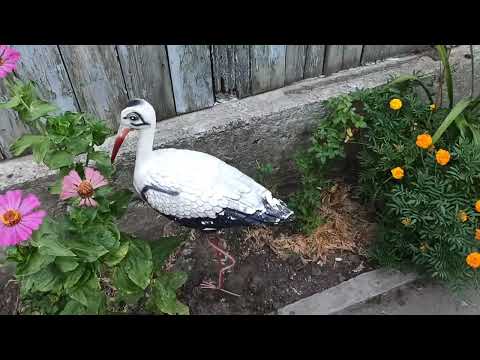 Видео: Троянди які вкорінилися🥀 Гортензії 💮