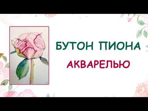 Видео: Бутон пиона акварелью (открытый урок)