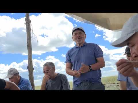 Видео: Байбақты.Құлшық тайпасы.Құрылтай 2022!