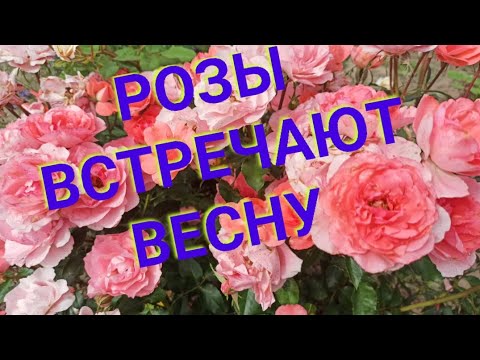 Видео: Розы проснулись🌹 Как прошла зимовка🤔